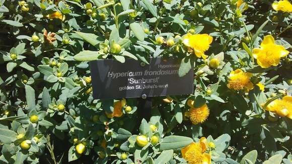 Image de Hypericum frondosum Michx.