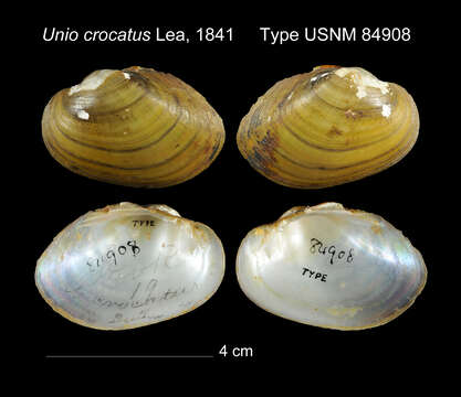 Image of Unio crocatus I. Lea 1841