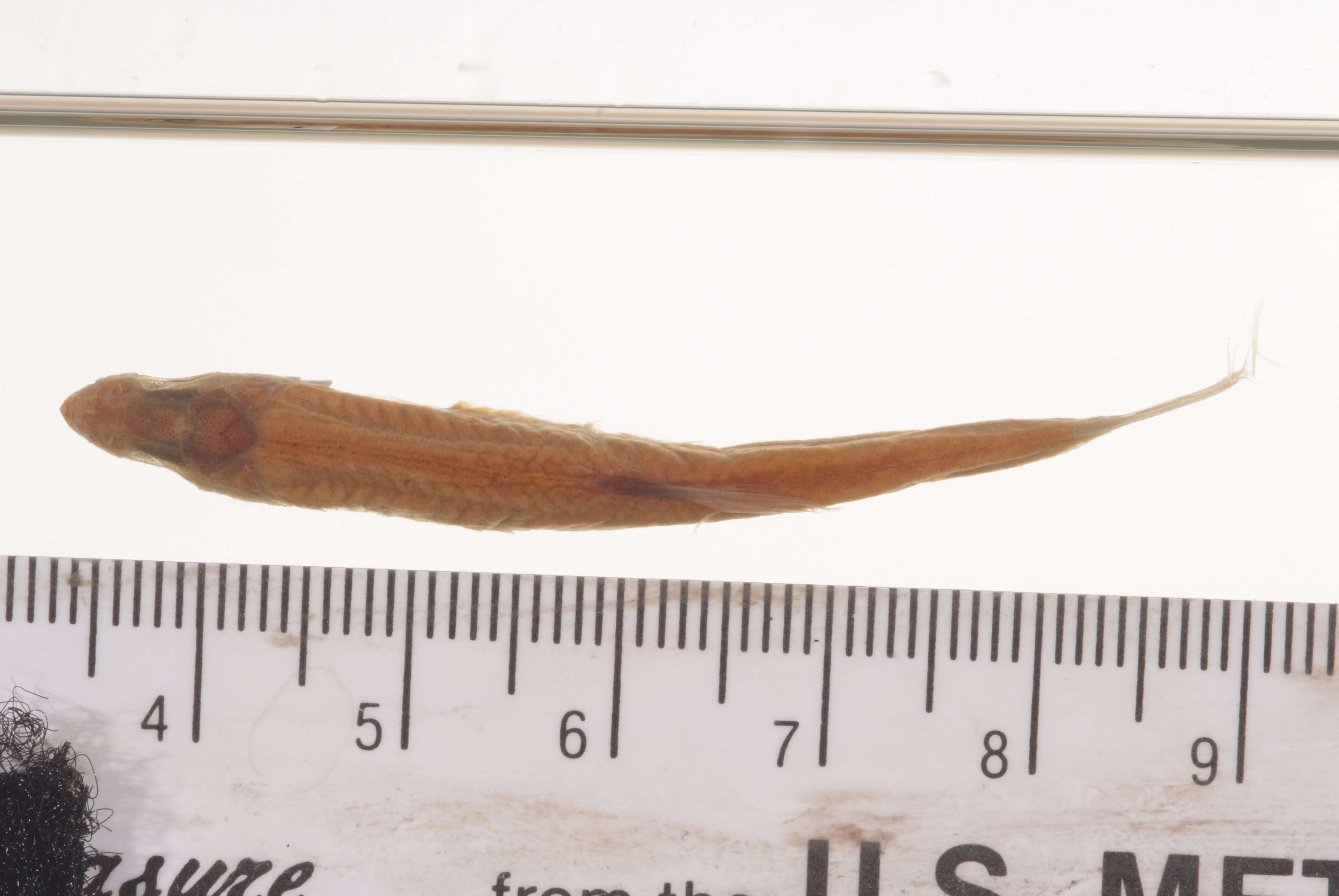 Image of Notropis lythrurus Jordan 1884