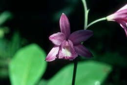 Image of flor de pasmo