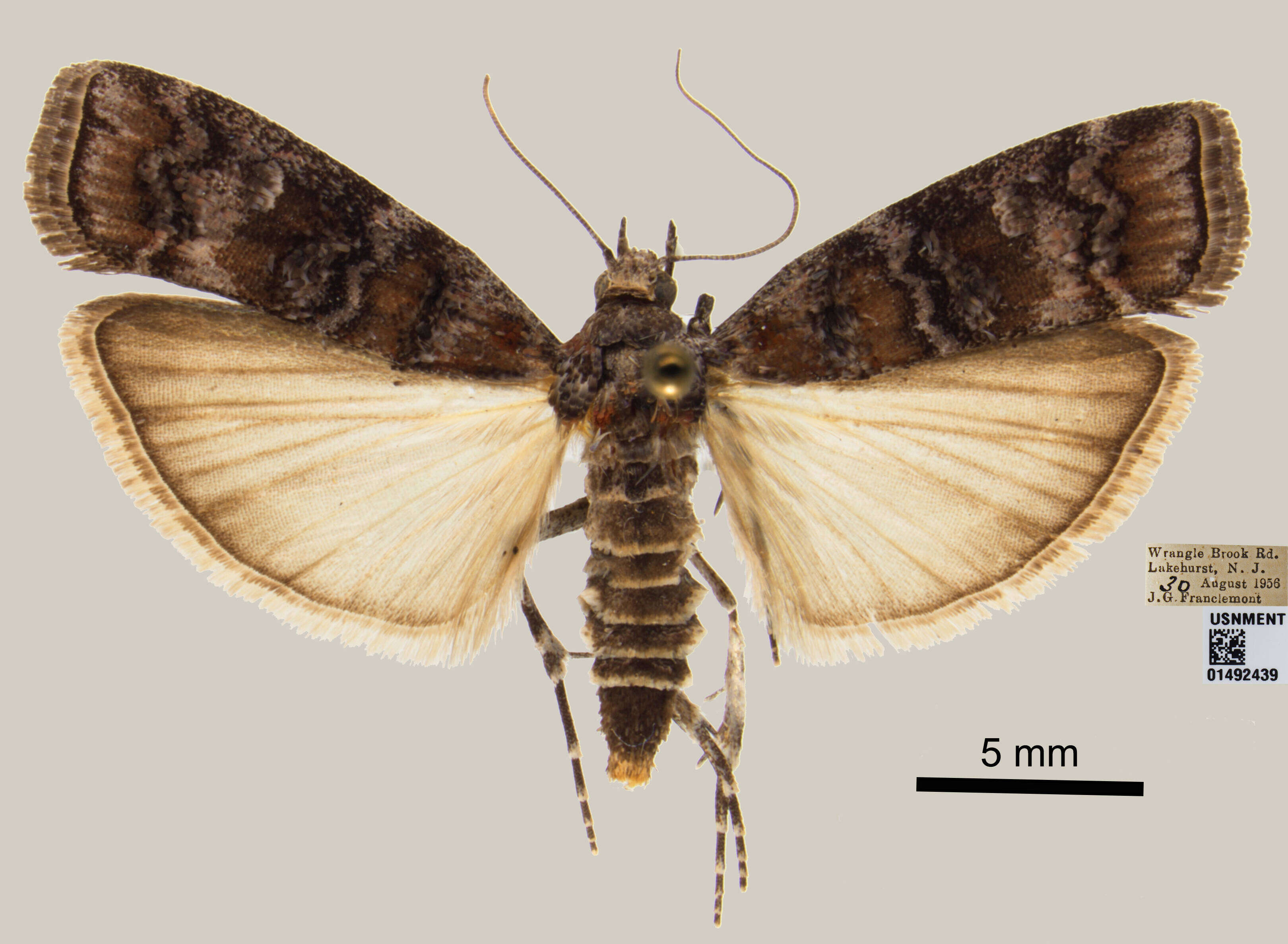 Image of Zimmerman Pine Moth