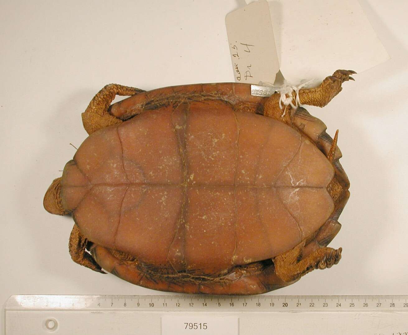 Image of Western black-bridged leaf turtle