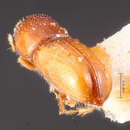 Image of Pityophthorus citus Blackman 1928