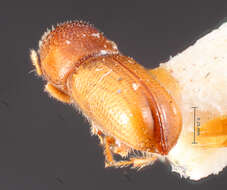 Image of Pityophthorus citus Blackman 1928