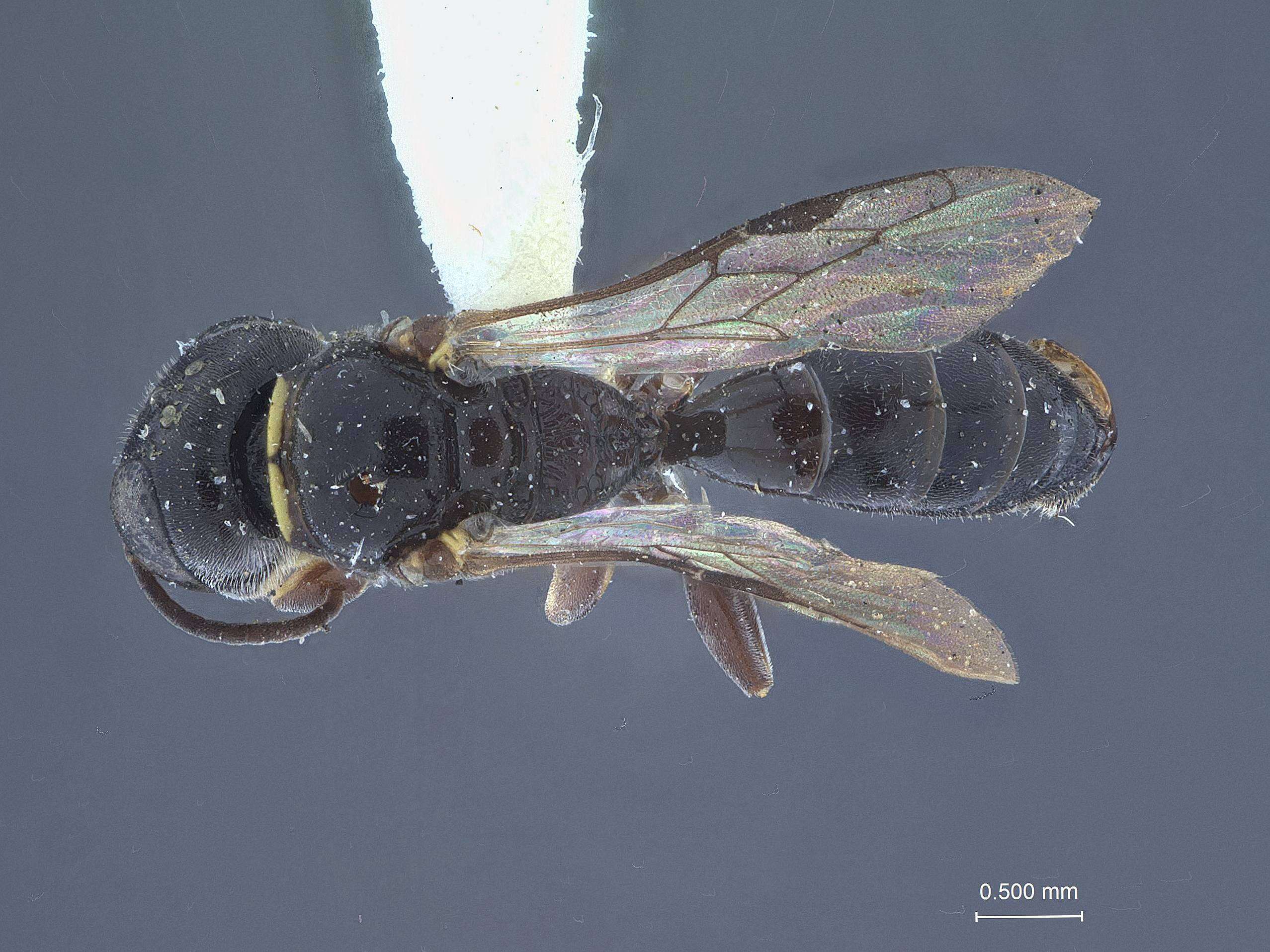 Image of Crossocerus pseudochromatipus Leclercq & Miller ex Leclerq 2000