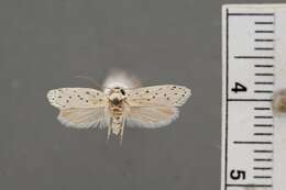 Image of Ethmia prattiella Busck 1915