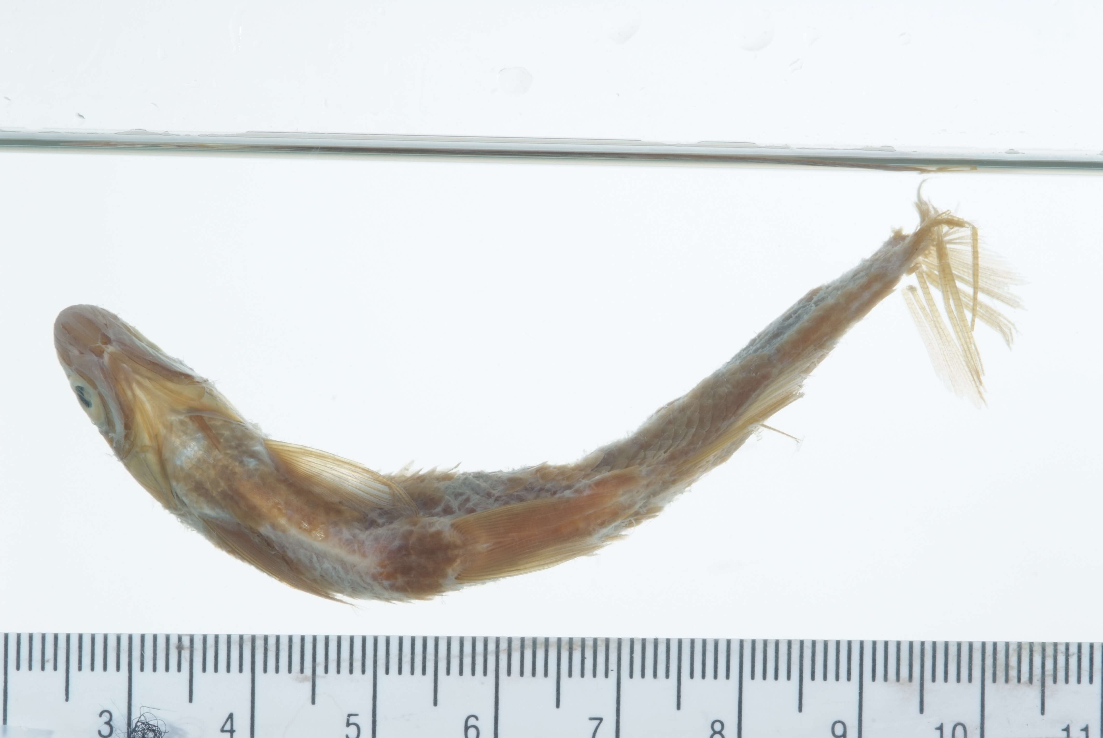 Image of Notemigonus