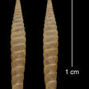 Image of <i>Brachypodella decipiens</i> Torre & Bartsch
