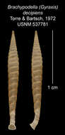 Image of <i>Brachypodella decipiens</i> Torre & Bartsch