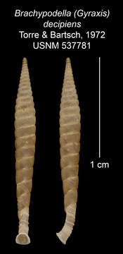 Imagem de <i>Brachypodella decipiens</i> Torre & Bartsch