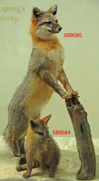 Image of Grey Foxes