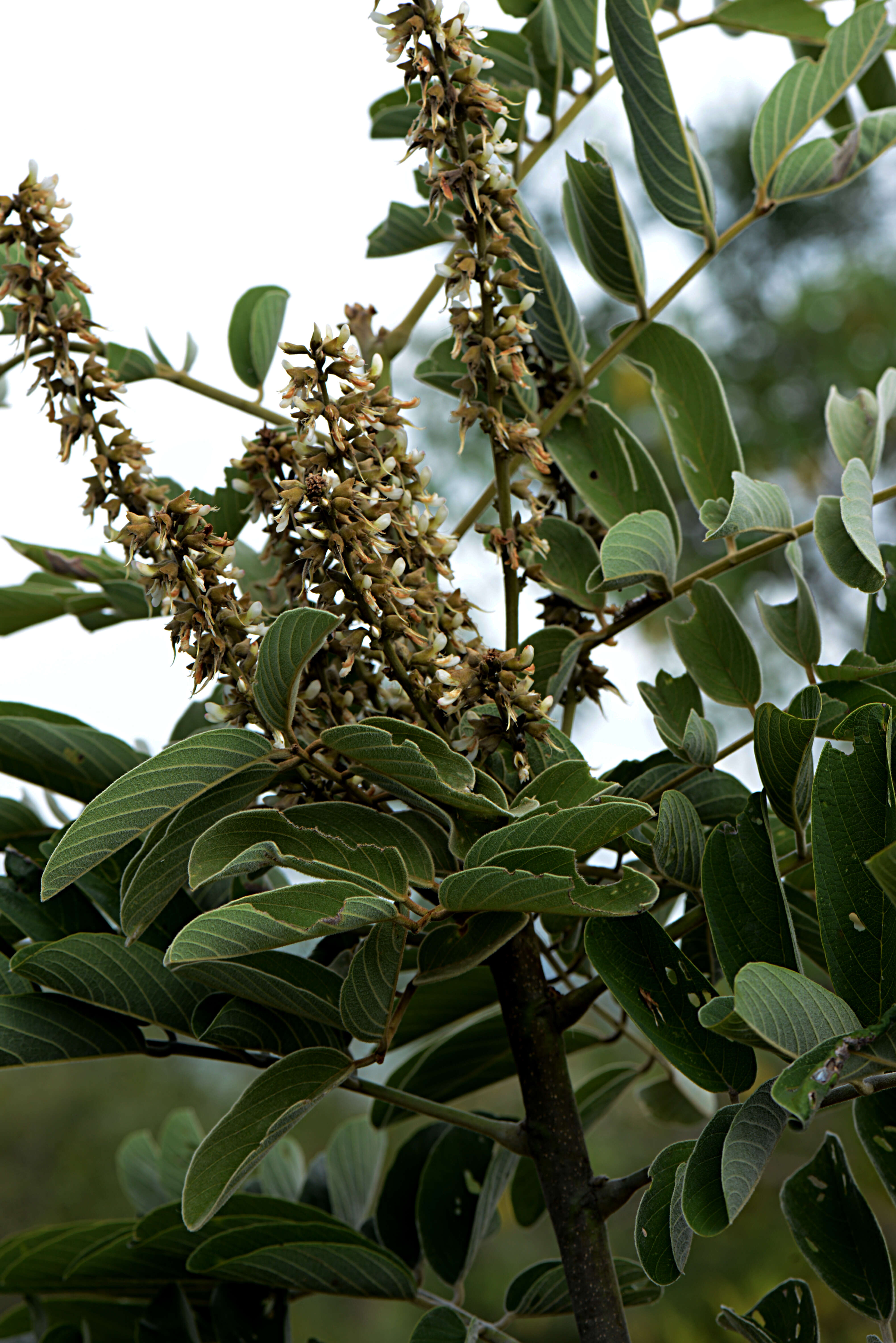 Image of Piscidia grandifolia var. gentryi Rudd