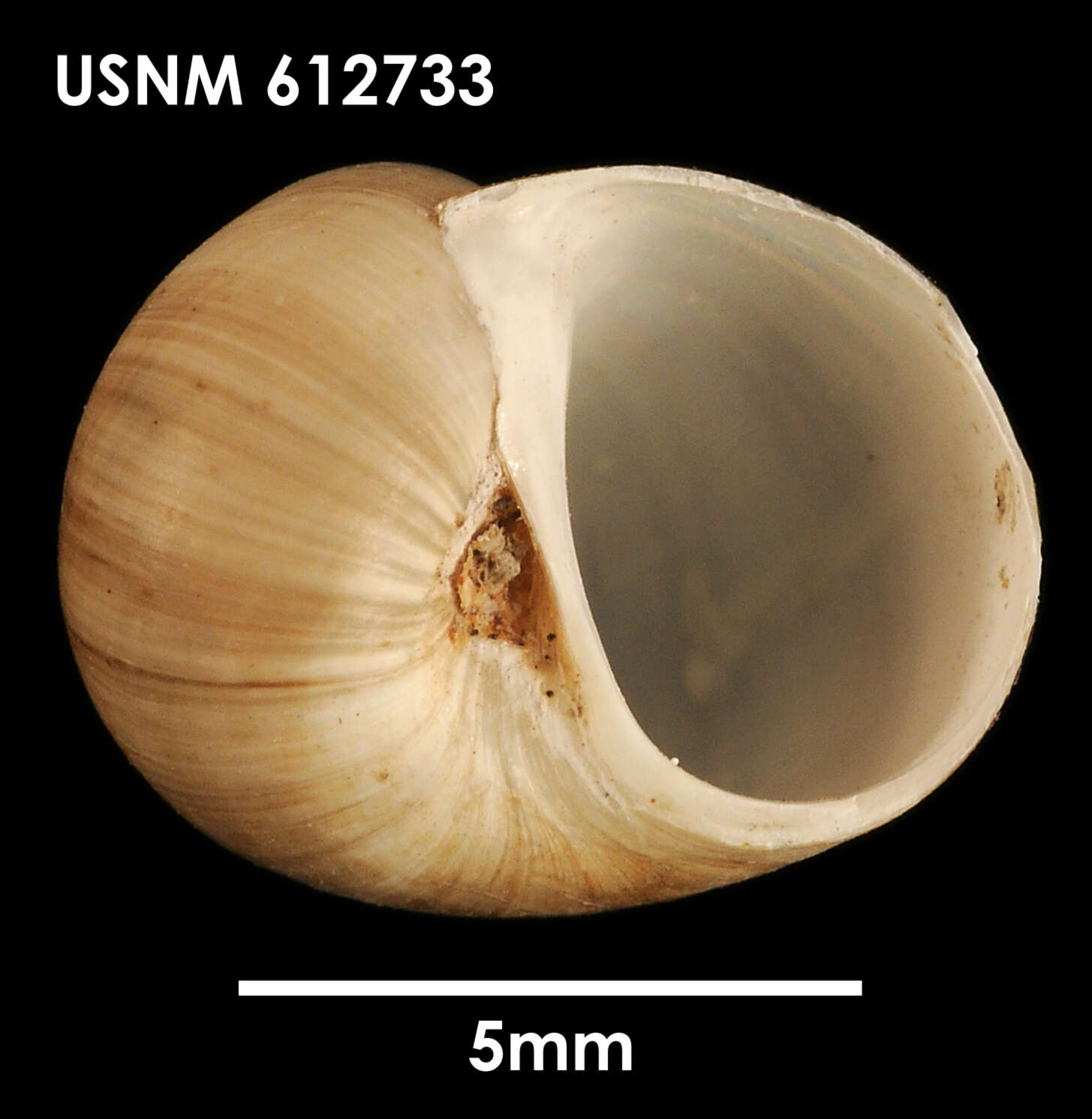 Image of Falsilunatia delicatula (E. A. Smith 1902)