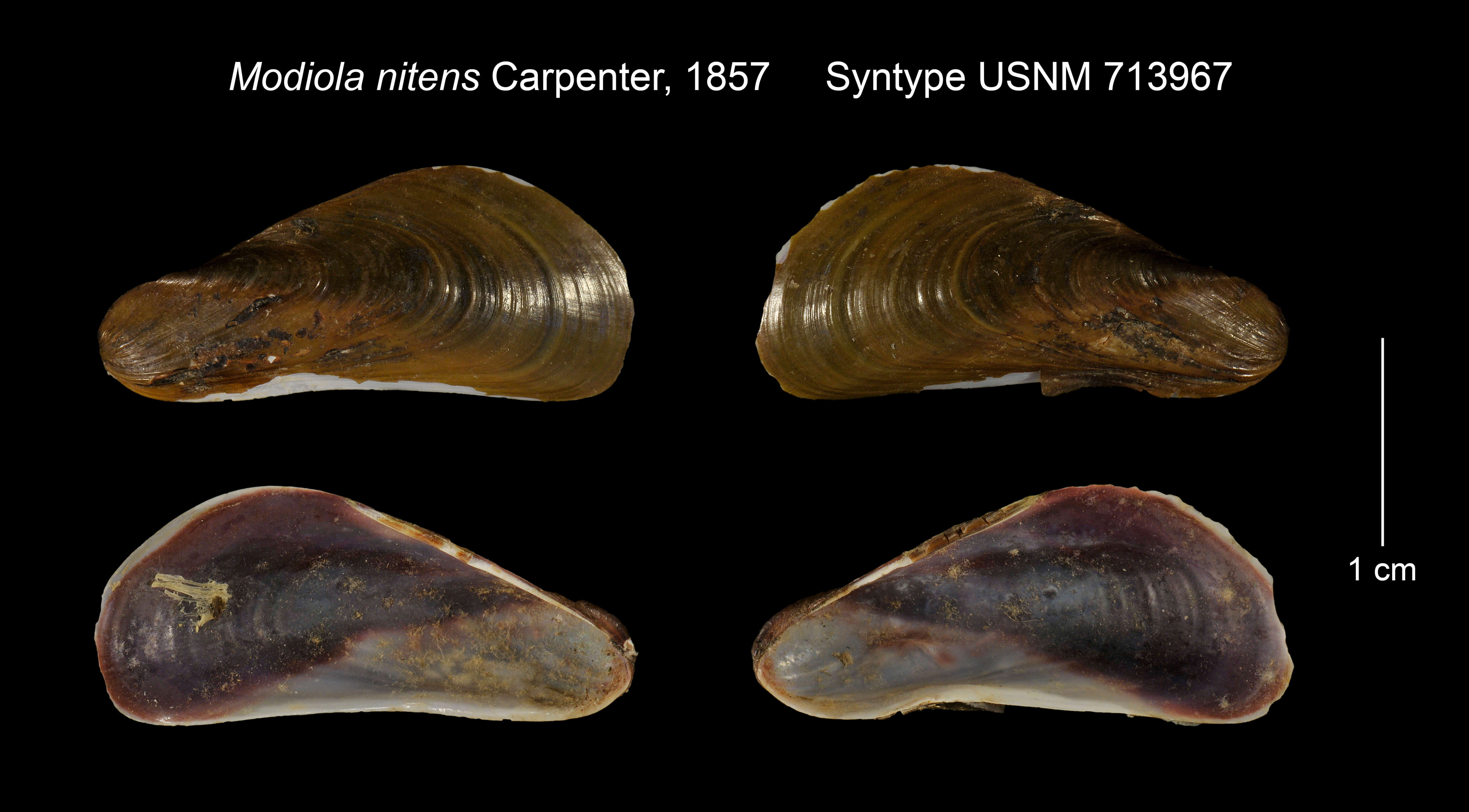 Слика од <i>Modiola nitens</i> Gould & Carpenter 1857