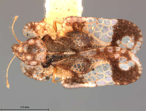Image of Corythucha aesculi Osborn & Drake 1916
