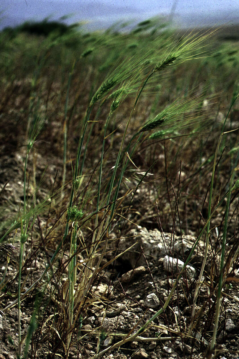 Image of Hordeum L.