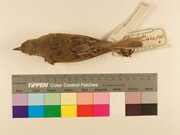 Image of Oriental Reed Warbler