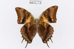 Charaxes cowani Butler 1878的圖片