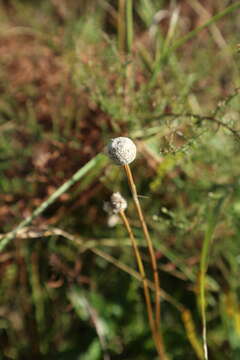 Image of tenangle pipewort