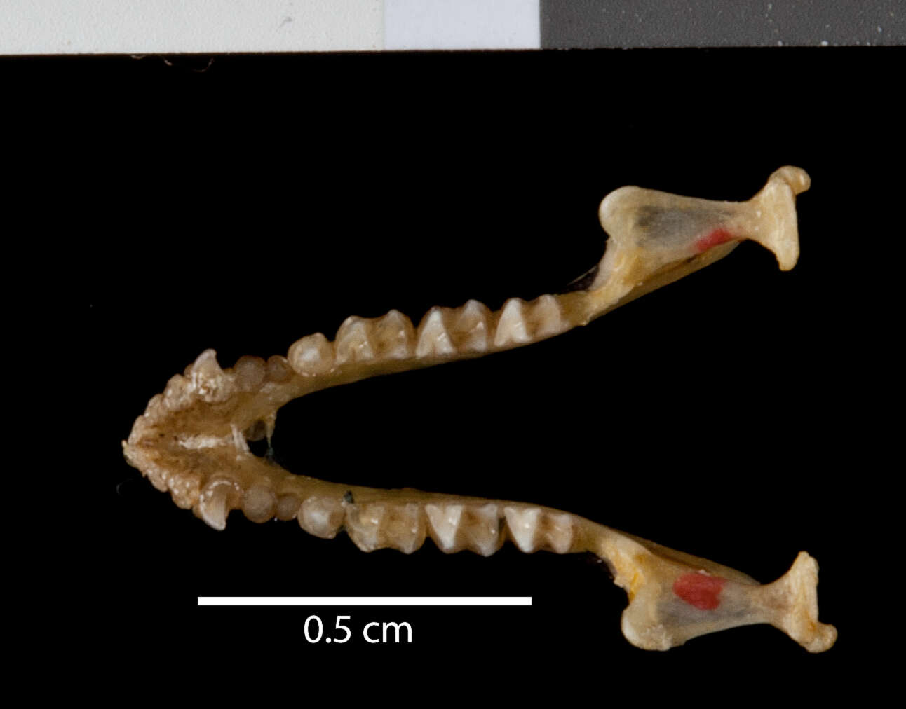 صورة Myotis riparius Handley 1960