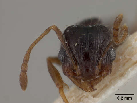 Image of Pheidole pilifera artemisia Cole 1933