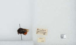 Image of Bombus coccineus Friese 1903