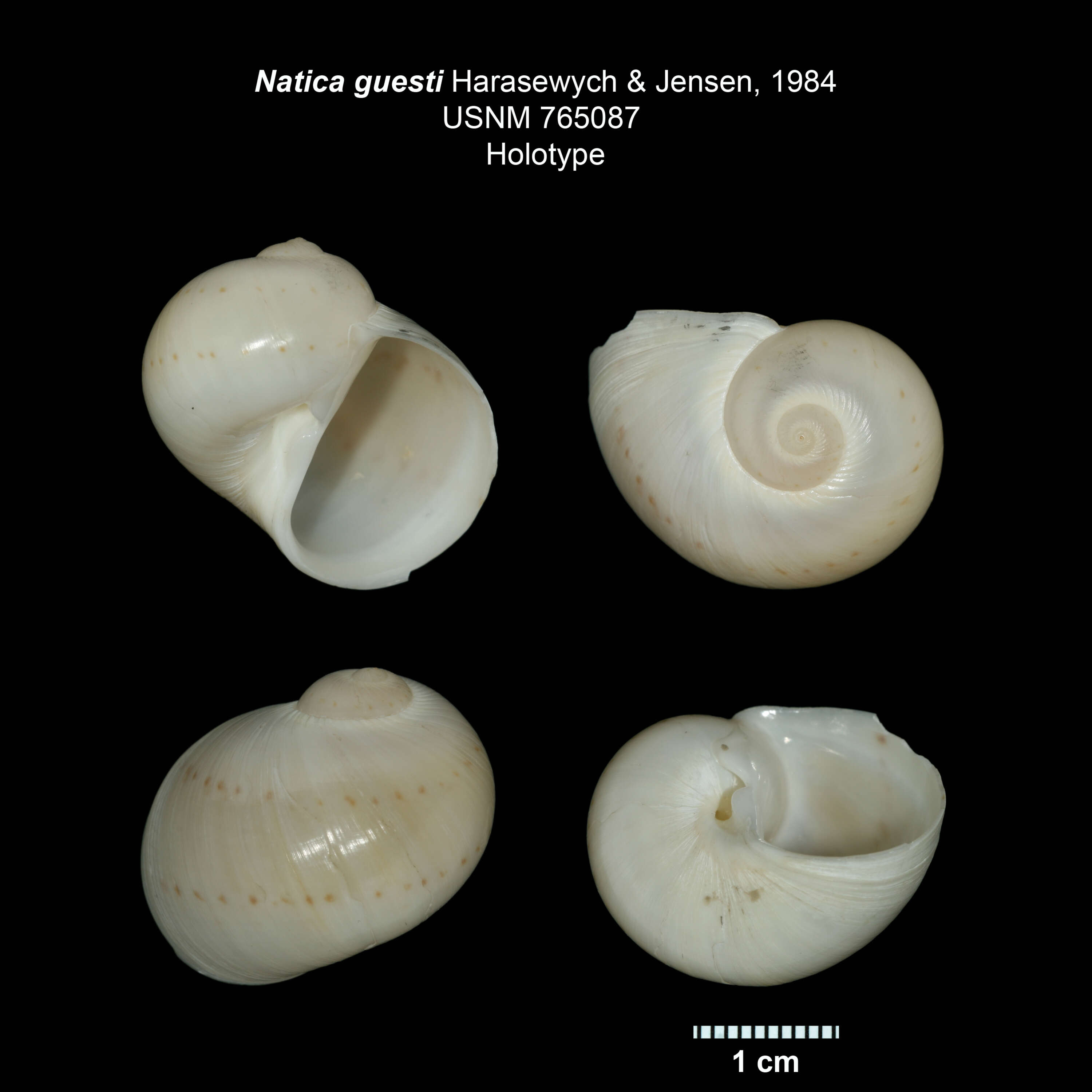 Image of Notocochlis guesti (Harasewych & Jensen 1984)