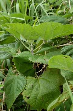 Clerodendrum chinense (Osbeck) Mabb. resmi