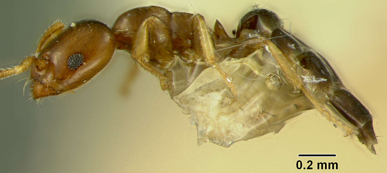 Image of Myrmelachista guyanensis Wheeler 1934