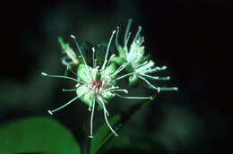 Image of Capparidastrum frondosum (Jacq.) Cornejo & Iltis