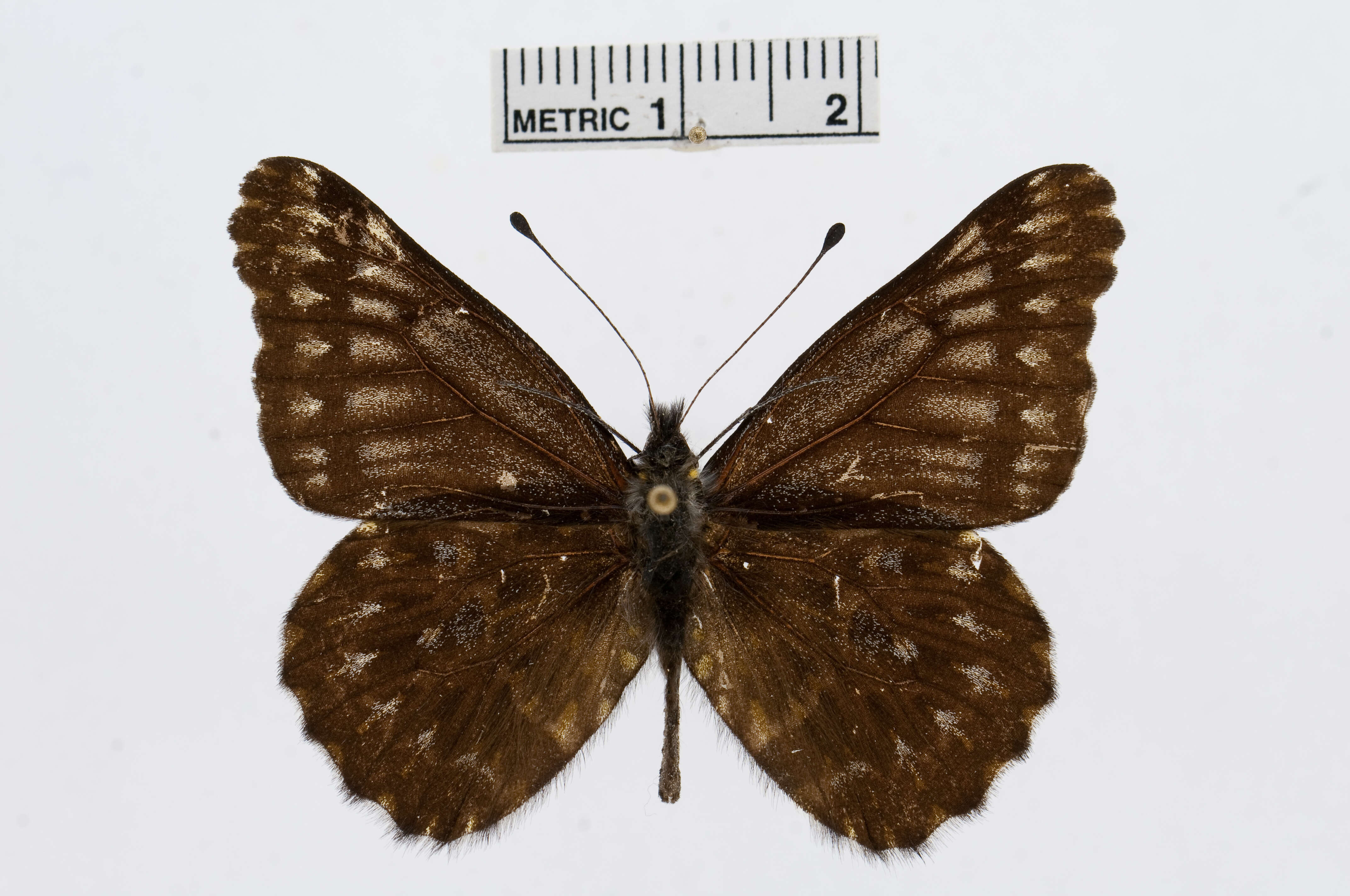 Image of Catasticta cinerea Butler 1897