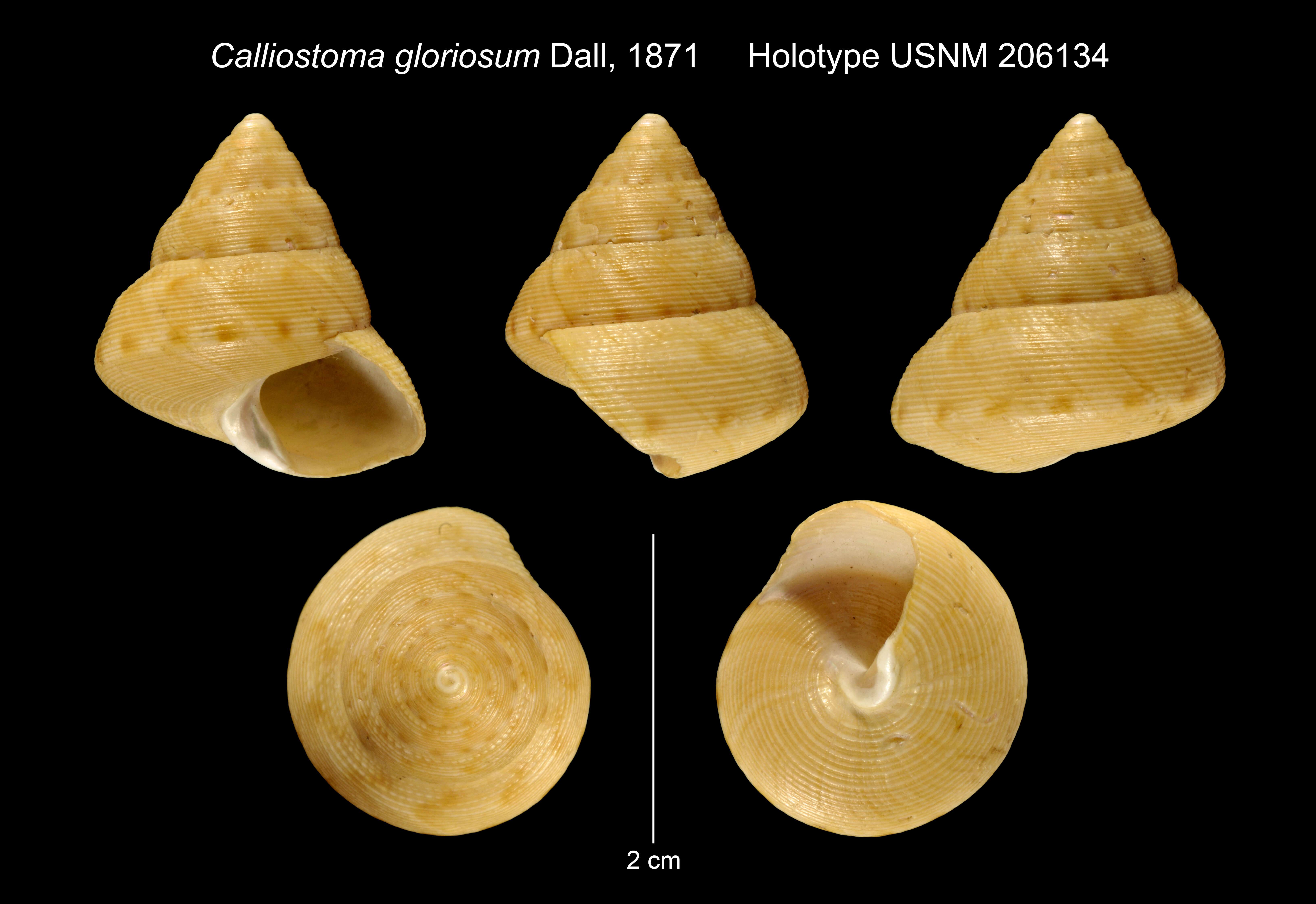 Image of Calliostoma gloriosum Dall 1871