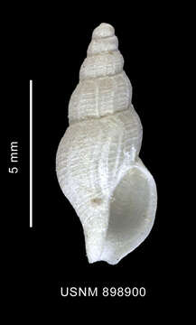 Image of Probuccinum costatum Thiele 1912