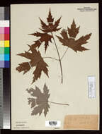 Image of Florida maple