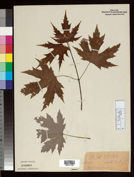 Image of Florida maple