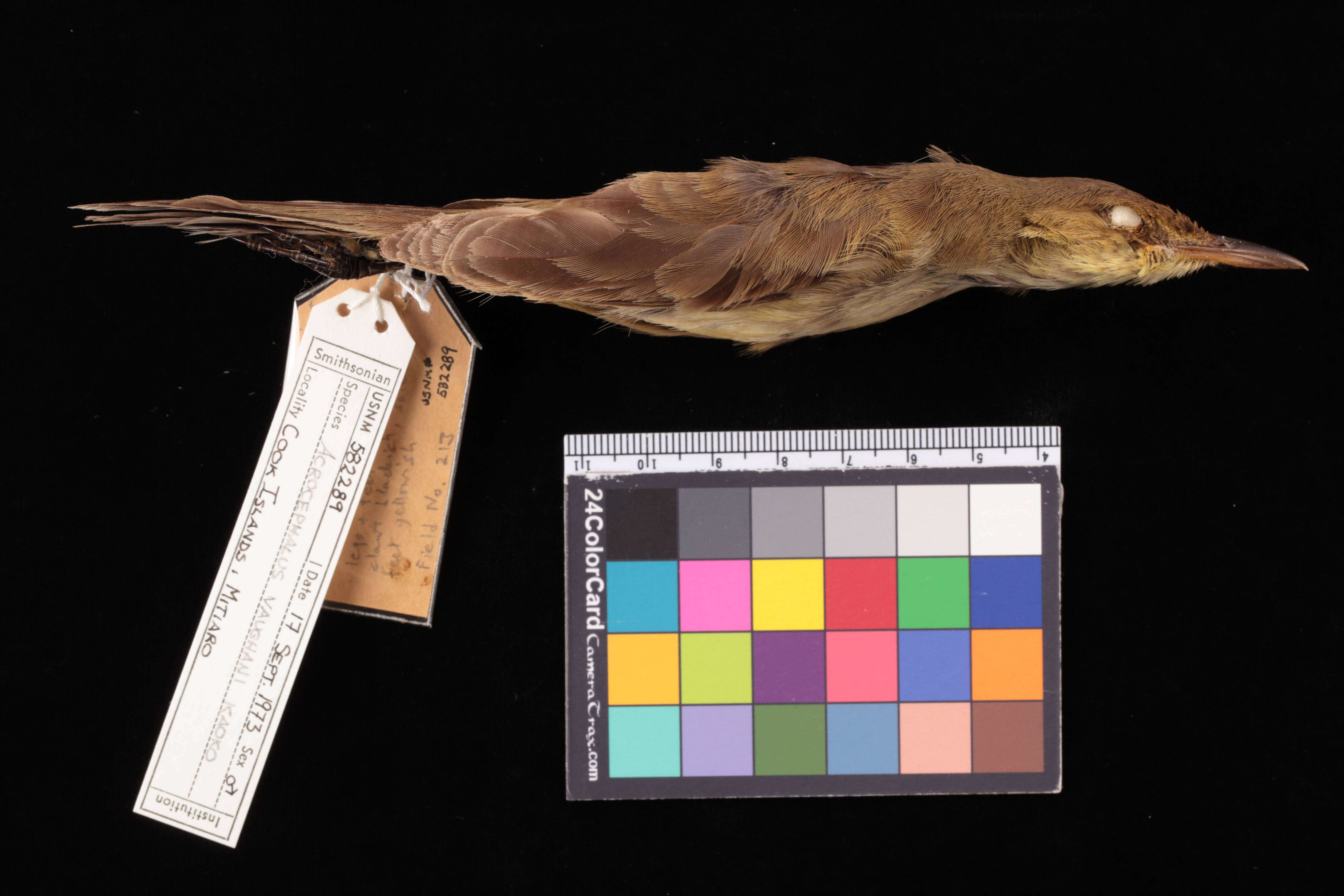 Image of Pitcairn Reed Warbler