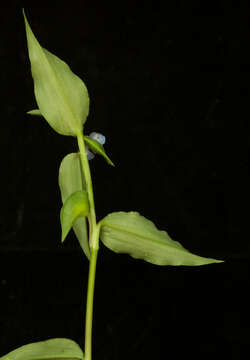 Image of climbing dayflower