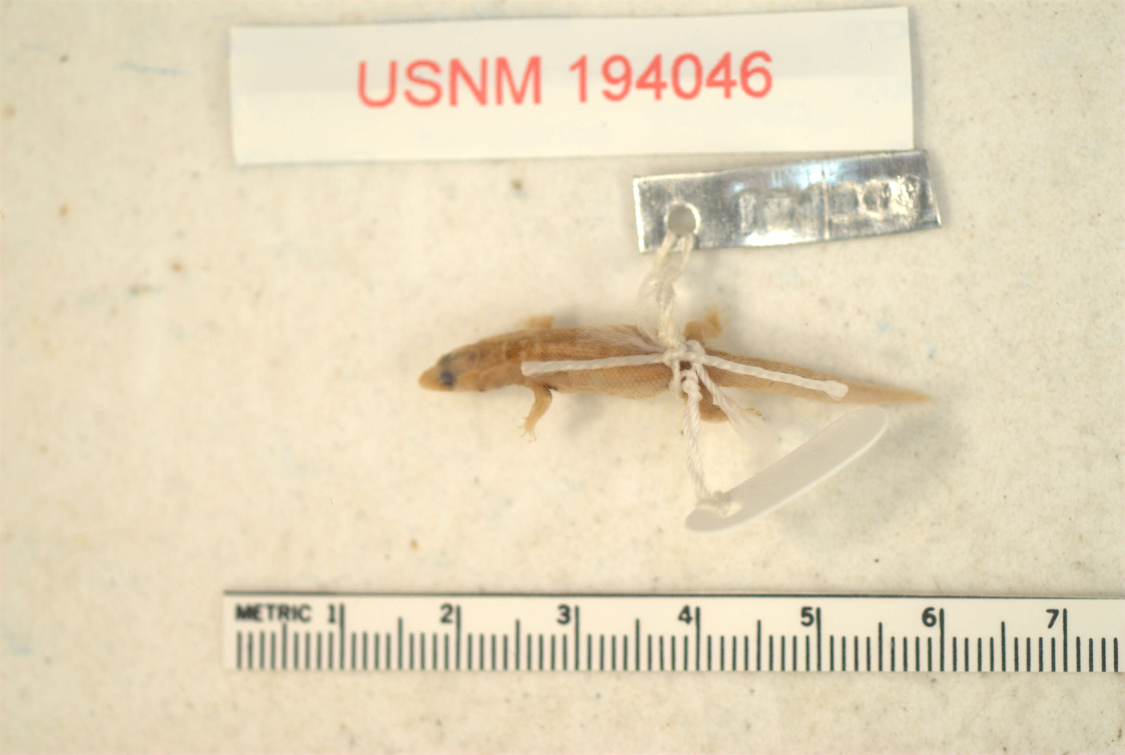 Image of Sphaerodactylus darlingtoni mekistus Thomas And Schwartz 1983