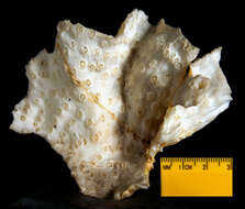 Image of Echinopora undulata Dana 1846