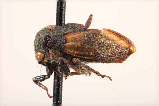 Image of Cryptaspidia auriculata Funkhouser