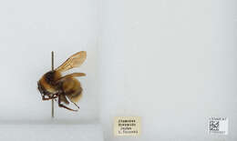 Imagem de Bombus diversus Smith 1869