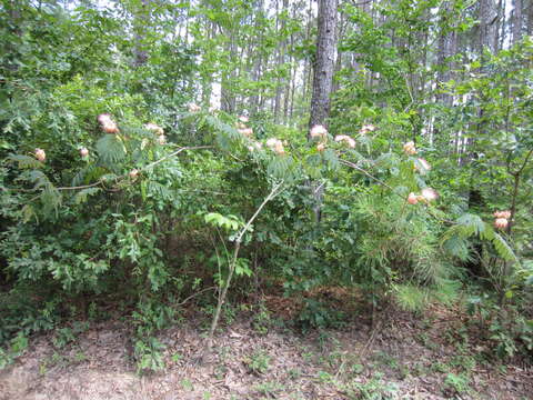 Image de Albizia julibrissin Durazz.