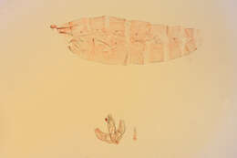 Image of Agonopterix dammersi Clarke 1947