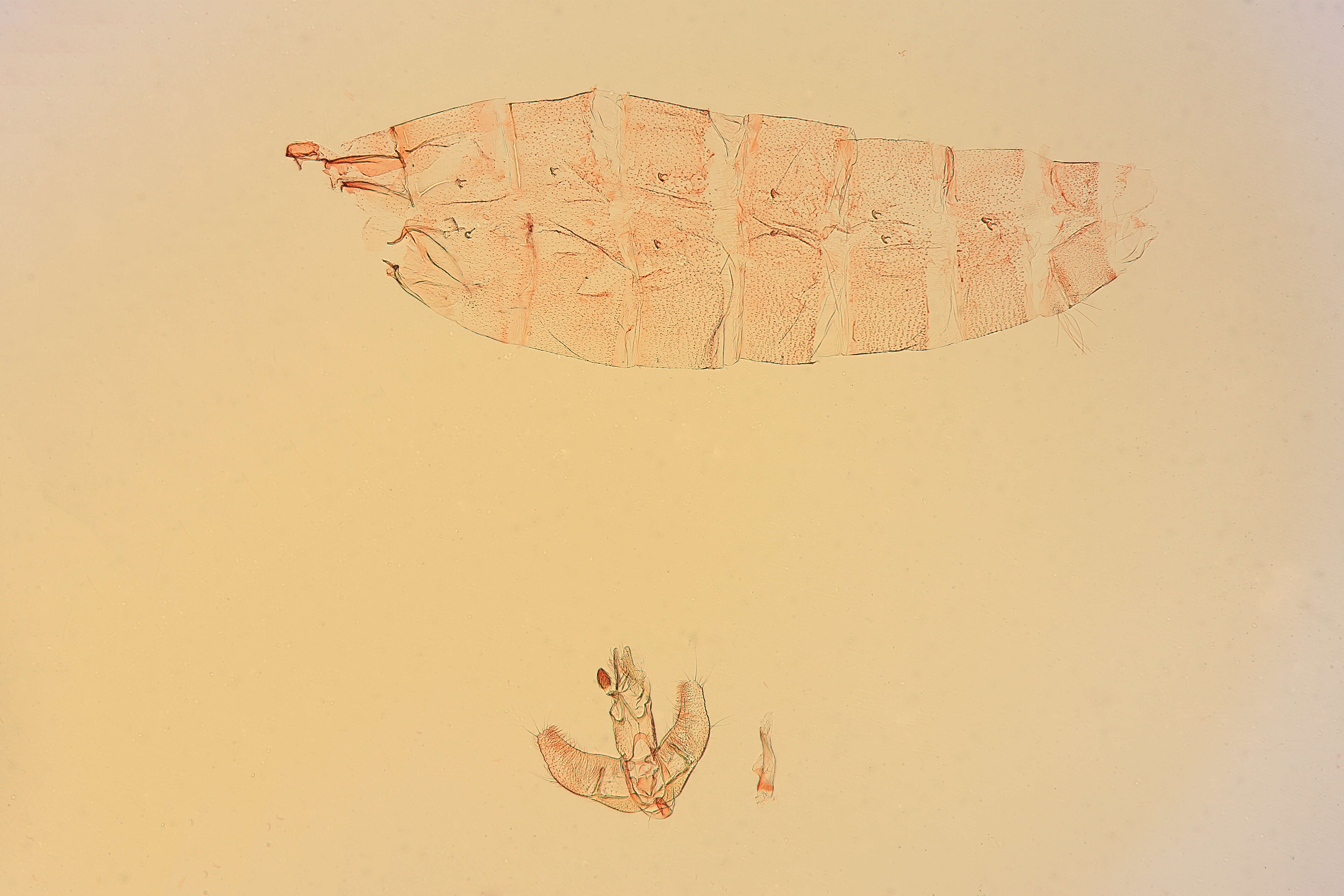 Image of Agonopterix dammersi Clarke 1947