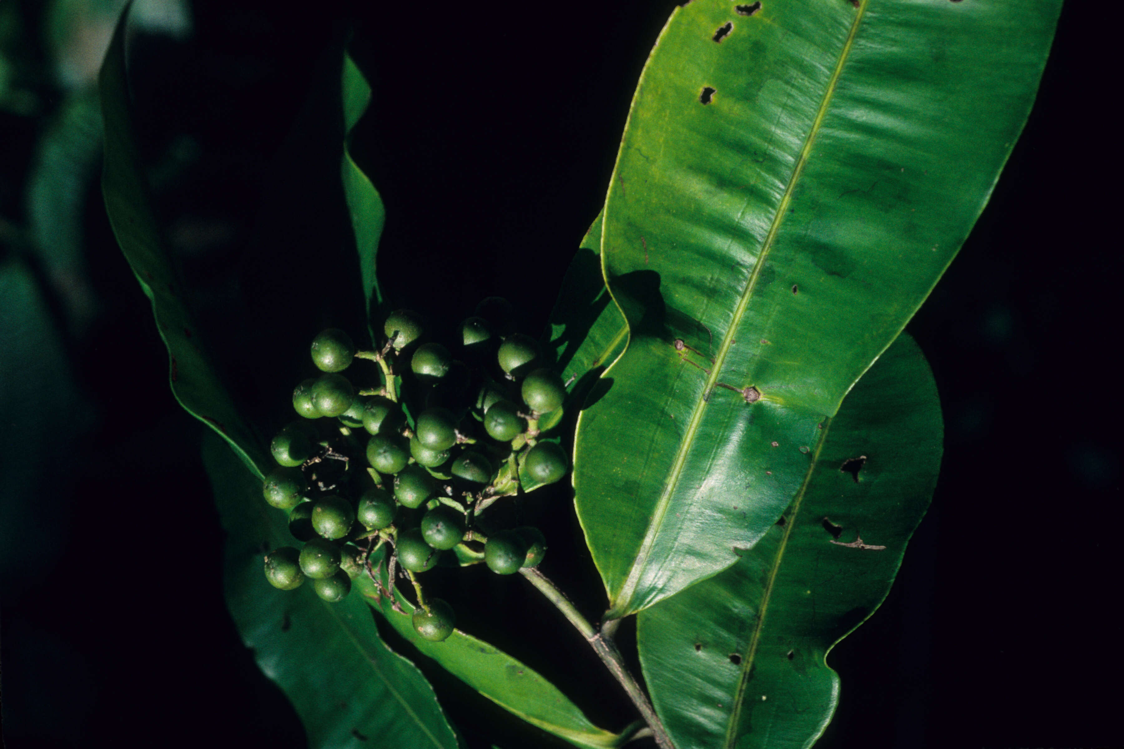 Imagem de Roucheria columbiana Hallier fil.