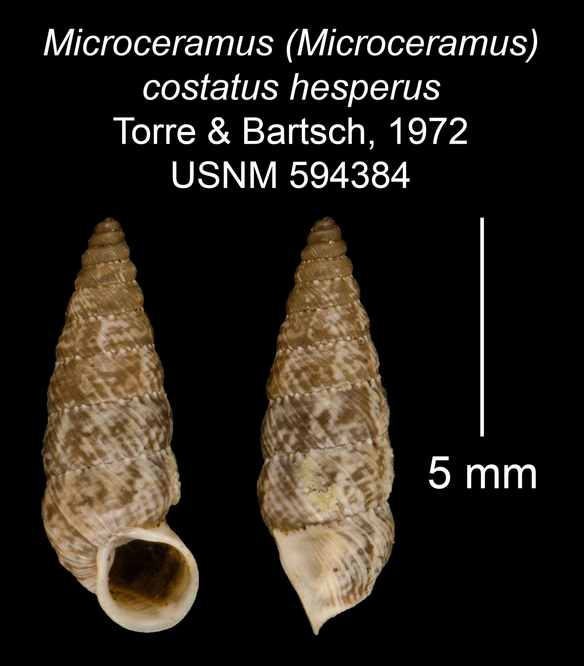 Image of Microceramus costatus hespereus C. Torre & Bartsch 2008