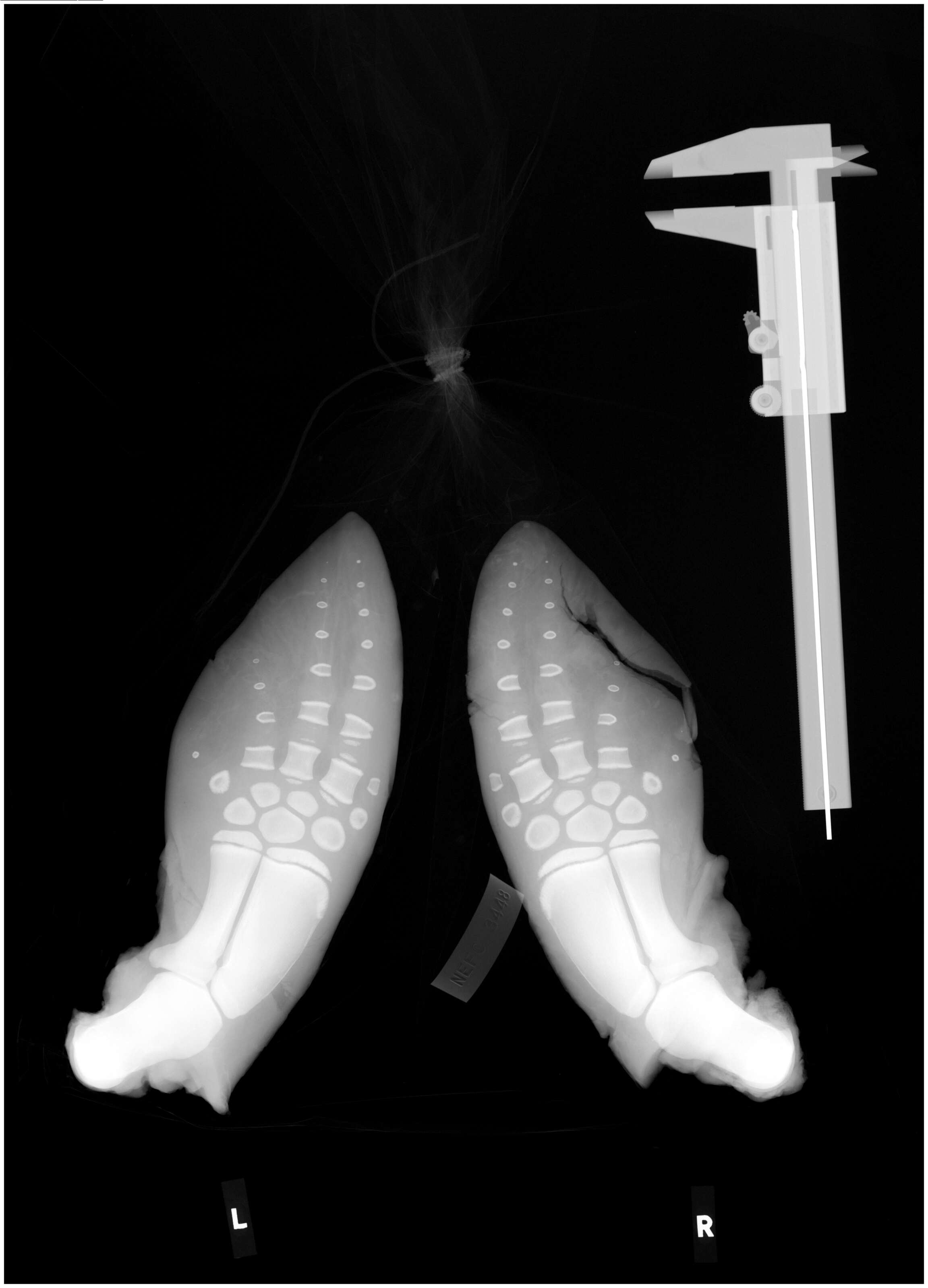 Image of Common porpoises