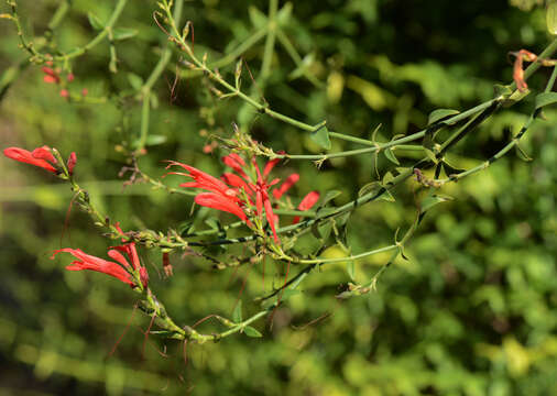 Anisacanthus ramosissimus (Moric.) V. M. Baum的圖片