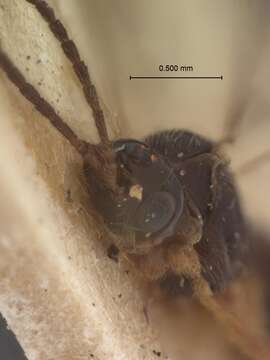 Image of Phaenocarpa notabilis Stelfox 1944