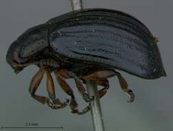 Image of Chrysolina Motschulsky 1860